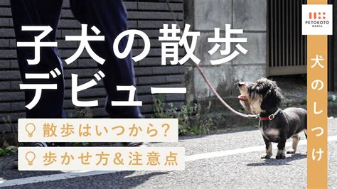 【子犬の散歩】はいつから？デビューに向けた練習方法をドッグトレーナーが解説｜犬のしつけ｜怖がる｜歩かない Youtube