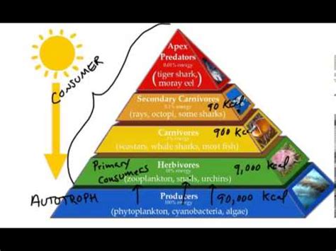 Examples Of A Energy Pyramid