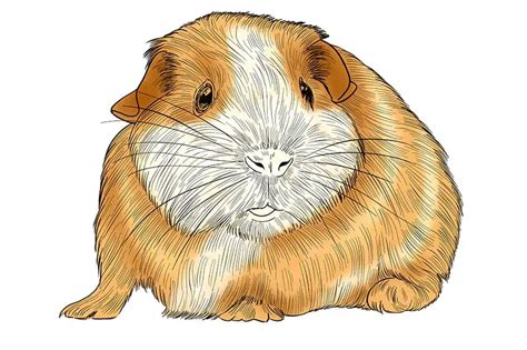 How to Draw a Guinea Pig - A Guinea Pig Drawing Tutorial for Beginners