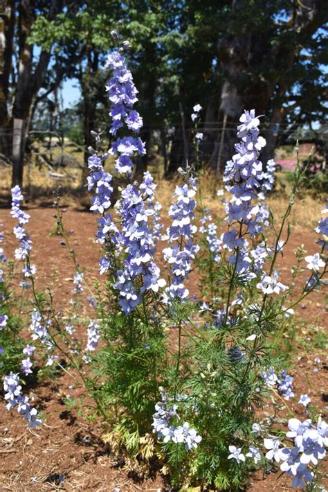 Silver Falls Seed Company Larkspur Rocket Light Blue