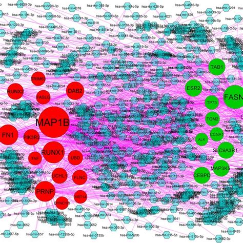 Target Gene Mirna Regulatory Network Between Target Genes The Blue Download Scientific