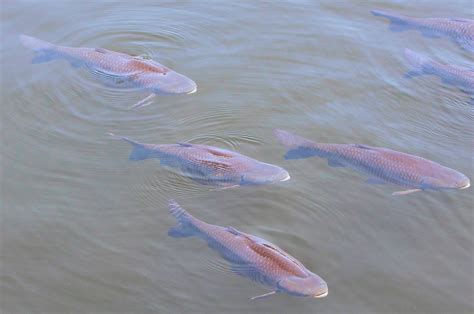 La Tecnica Del Raking Per La Pesca Alla Carpa