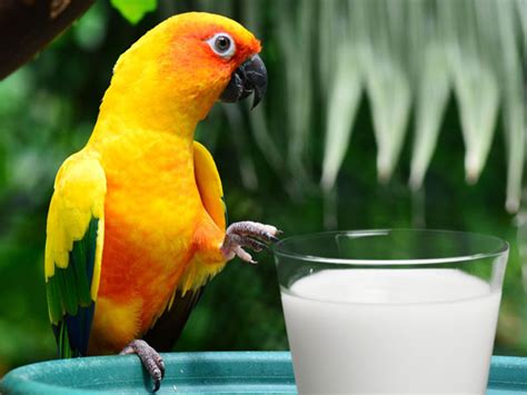 Best Pellets For Conures Buyers Guide Comparison Vivo Pets