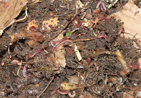 Vermicompost How It Is Done And Benefits Grow Radar