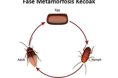 Gambar Metamorfosis Kecoa Dan Penjelasannya Dominic Sharp