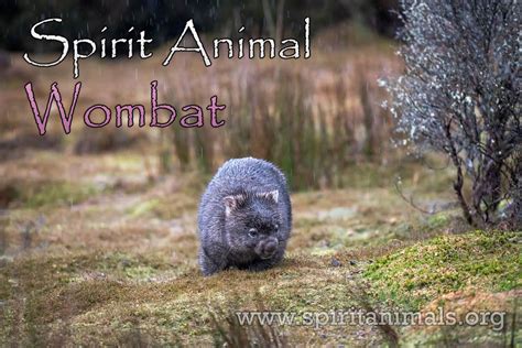 Wombat Spirit Animal – Meaning And Symbolism - Spirit Animals