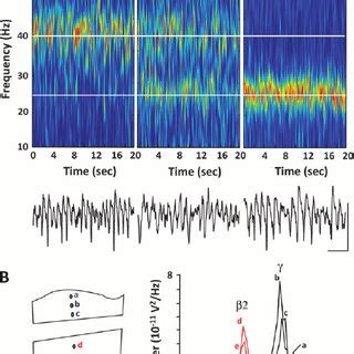 Neocortical Gamma Rhythms Depend On Gaba A Receptormediated Synaptic