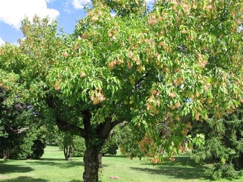 Acer ginnala (Amur Maple) – Mount Royal Seeds