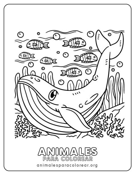 Ballena Para Colorear Descargar E Imprimir Gratis