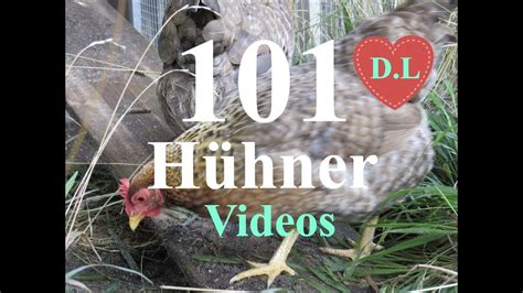 Hühner Videos Youtube