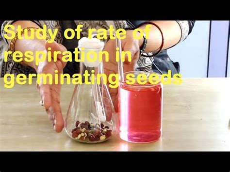 STUDY OF RATE OF RESPIRATION IN GERMINATING SEEDS YouTube