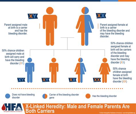 Inheritance Patterns Hemophilia Federation Of America