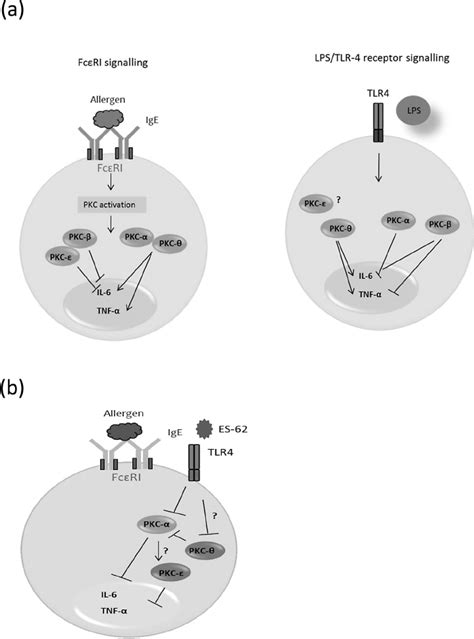 Model Of Differential And Interactive Roles Of Pkc Isoforms In Mast