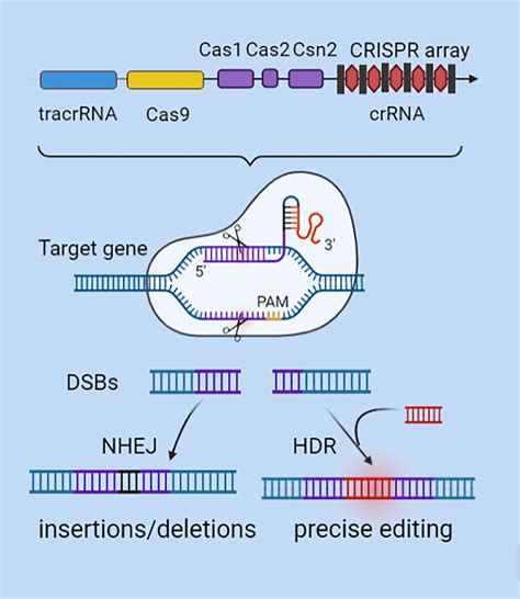 Frontiers Effect Of Crispr Cas9 Edited Pd 1 Pd L1 On Tumor Immunity And Immunotherapy