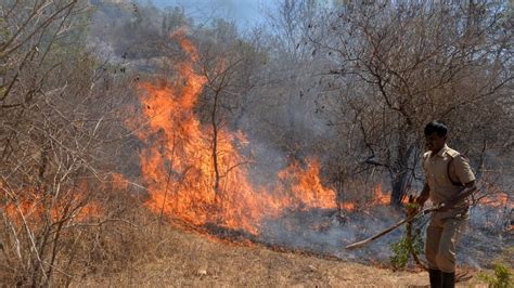 India Sees 49 Rise In Forest Fire Cases In Three Years Fsi