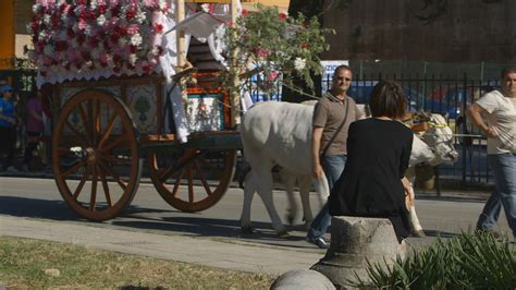 Campanile Doro E Premio Giuria Popolare A Il Profumo Dei Fiori Di