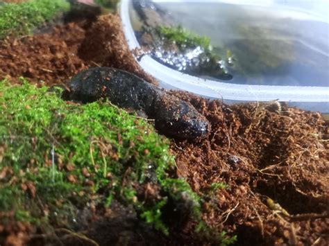 Help! Tiger Salamander doesn't eat : r/salamanders