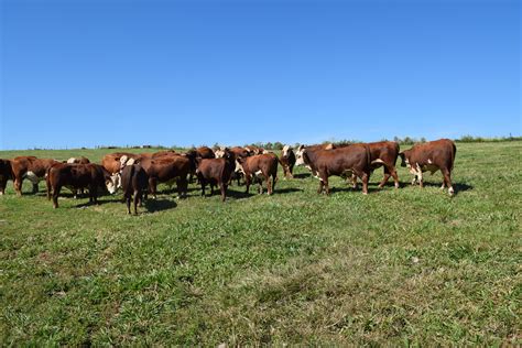 Braford Fazenda Basso E Pancotte Gen Tica De Resultado