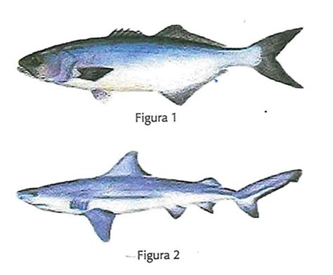 Atividade Sobre Os Peixes Ciências 7º Ano Com Gabarito IndagaÇÃo