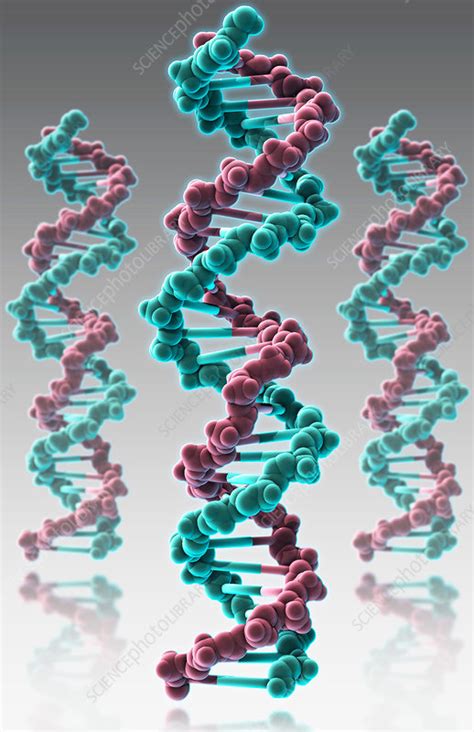 Dna Molecular Model Illustration Stock Image F0317756 Science