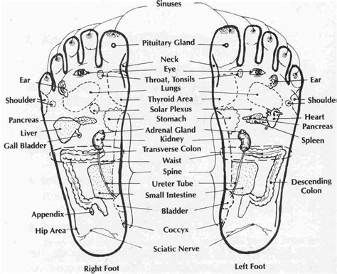 Science Update: FOOT REFLEXOLOGY