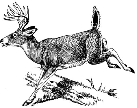 White Tailed Deer Clipart Clipground