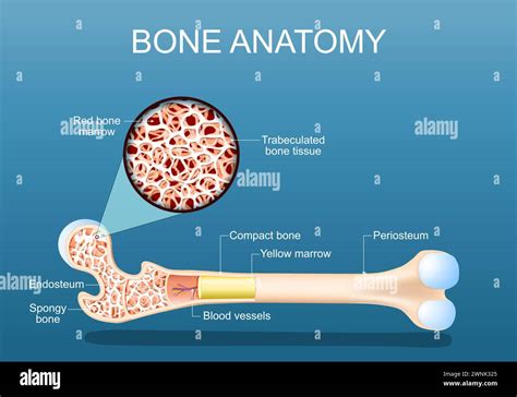 Bone Anatomy Structure Of A Femur Close Up Of A Cross Section Of