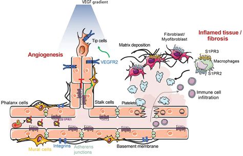 Sphingosine 1 Phosphate Lipid Signaling In Pathology And Therapy Science