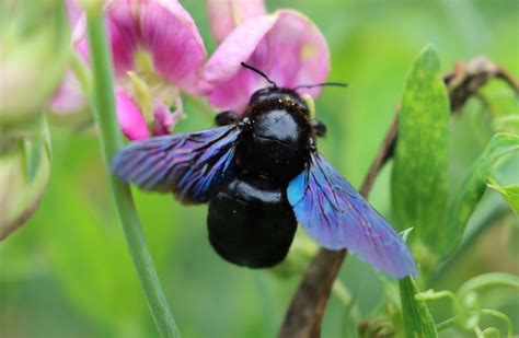 Faits Surprenants Sur Les Abeilles Solitaires Depuis Mon Hamac