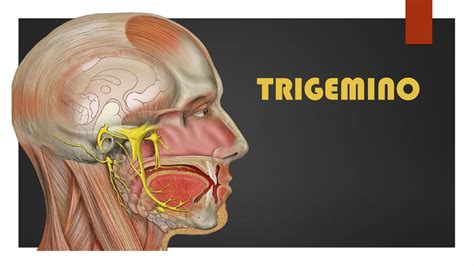 Trigemino Mel Zarate Udocz