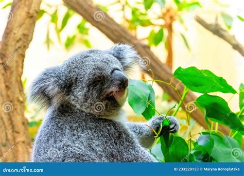 Koala Eating Eucalyptus Leaves, Vienna Zoo, SchÃ¶nbrunn Stock Image ...