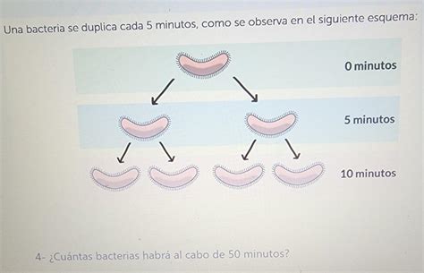 Una Bacteria Se Duplica Cada 5 Minutos Como Se Observa En El Siguiente