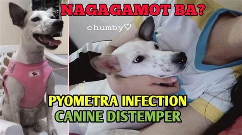 Pyometra Infection And Canine Distemper Virus Paano Magagamot Treatment