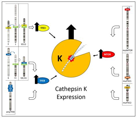 Cathepsin K Encyclopedia Mdpi