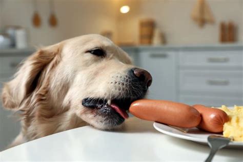 Los Perros Pueden Comer Salchichas Descubre Si Este Alimento Es