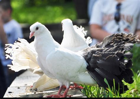 Plan Rapproché De Beaux Pigeons Blancs Avec Les Queues Noires Et Les