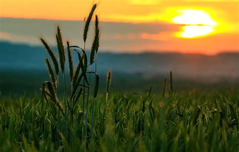 Wallpaper Twilight Sunset Clouds Hills Dusk Wheat Countryside