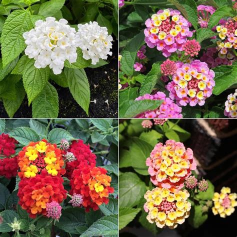 Chuxay Garden Mezcla De Semillas De Lantana Para Plantar Al Aire Libre