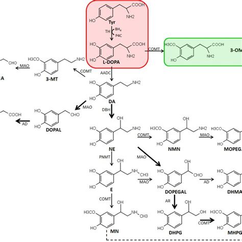 Catecholamine Biosynthesis And Metabolism Aadc Aromatic Amino Acid