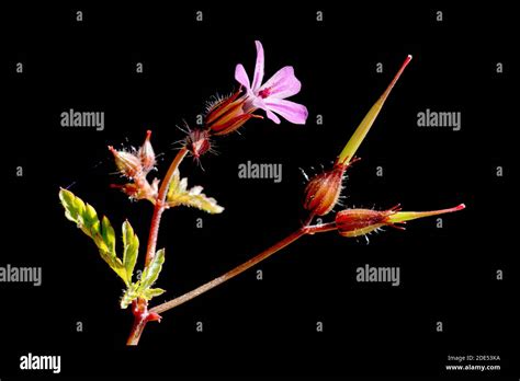 Wildflower Seed Pods Hi Res Stock Photography And Images Alamy