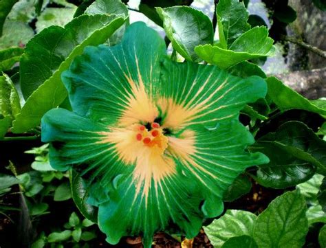 Green Hibiscus Flower | BDShot Wallpapers