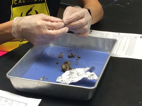 Owl Pellet Dissection Trophic Levels And Energy Loss Teaching Ap® Science