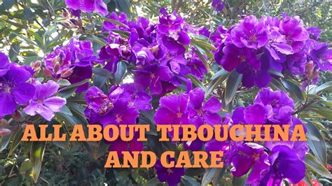 Tibouchina Flower Plant Care Best Flower Site