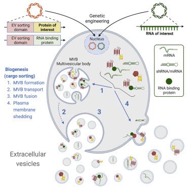 Exploiting The Biogenesis Of Extracellular Vesicles For Bioengineering