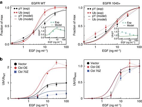 The Mpm B Reproduces The Egfr Phosphorylation And Ubiquitination