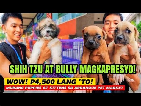 Grabe P Lang Bully Kapresyo Lang Shih Tzu Bilihan Ng Murang