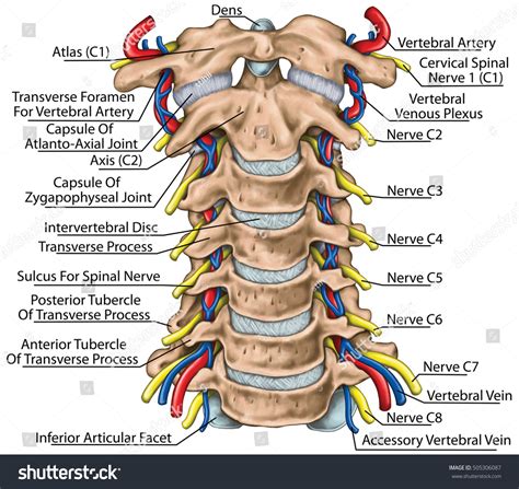 Vertebral Artery Foramen