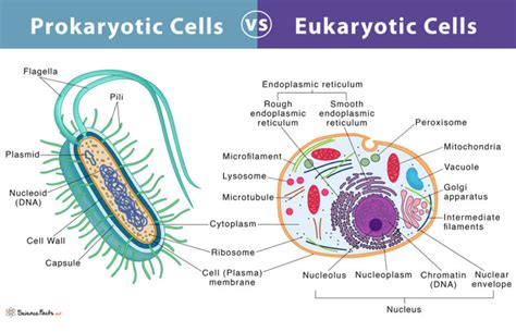 Prokaryotes Vs Eukaryotes Definition And Characteristics