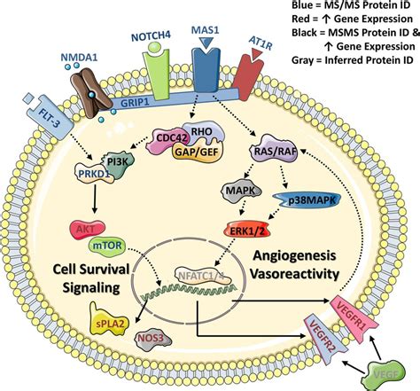 Mechanisms Of Mas Receptor Mediated Signaling In The Vascular