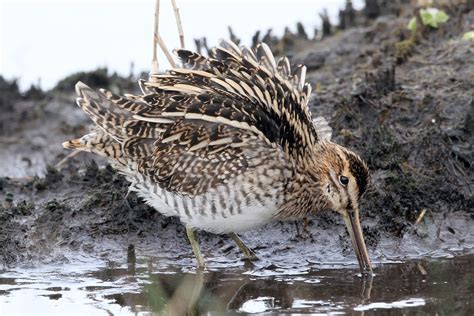 Common Snipe, Great Snipe and Eurasian Woodcock photo ID guide - BirdGuides